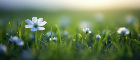 Single blooming flower in a tall grass field nature photography calm environment close-up view photo