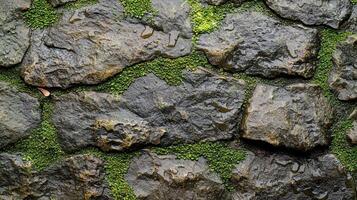 Dew-covered green leaves on rough stone surface nature closeup outdoor macro view freshness concept photo