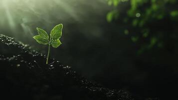 Emerging green sapling from dark soil nature close-up lush environment optimistic concept photo