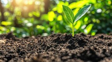 Seedling growth in soil nature close-up lush environment vibrant green life macro perspective sustainability concept photo