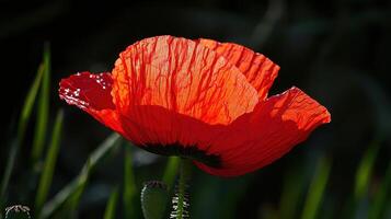 Vibrant close-up of red poppy petals glimmering in natural light nature photography outdoor garden macro perspective photo