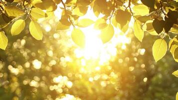 Golden sunlight filtering through green leaves in a lush forest nature photography vibrant background photo