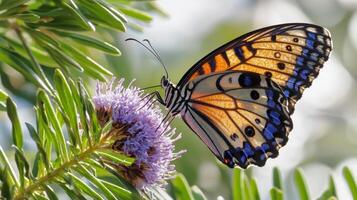 Butterfly resting on purple flower closeup photography nature scene outdoor setting macro view vibrant colors photo