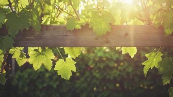 Climbing vines on rustic wooden trellis nature setting photography tranquil environment close-up view serenity concept photo
