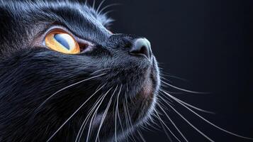 Captivating close-up of a black cat's face indoor studio photography dark background profile view animal beauty photo