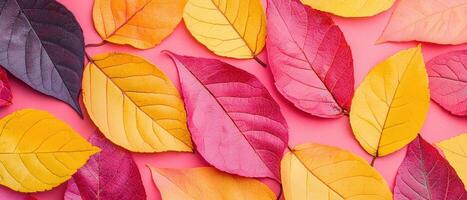 Vibrant closeup of yellow and pink leaves on a standard background nature scene artistic view colorful concept photo