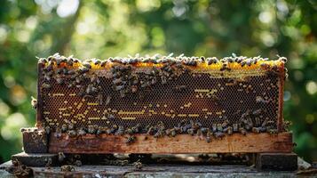 Beekeeping action local apiary honeycomb structure natural environment close-up view pollination concept photo