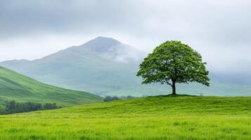 Peaceful tree standing alone on a hill mountain range nature scene serene environment wide angle view tranquility photo