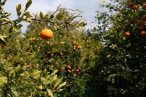 Vibrant orange trees full of ripe fruit basking in the warm sunlight of a late afternoon orchard photo