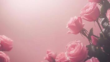 Pink roses on a pink background photo