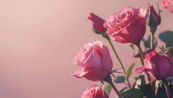 Pink roses are shown in a vase on a pink background photo