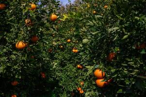 Orchard filled with ripe oranges under a bright blue sky inviting harvest photo