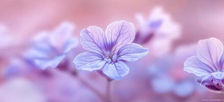 A close up of some purple flowers photo