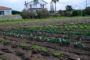 Fresh greens thrive in a well-tended field under the warm sun near a charming coastal village photo
