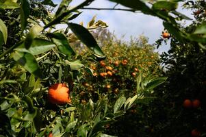 Orchard filled with ripe oranges under a clear blue sky in a serene countryside setting photo
