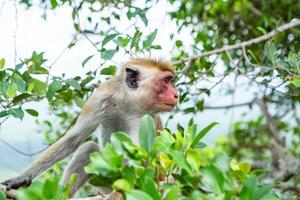 wild monkey on the jungle in sri lanka photo