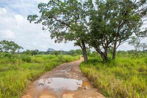 Green Paddy Fields and Palm Trees in Sri Lanka Countryside photo