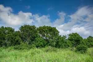 nice landscape with jungle forest in Congo, africa photo