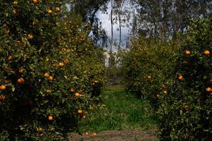 Lush orange groves basking under a moody sky in the afternoon light photo