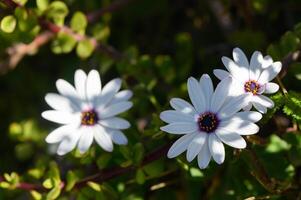White daisies bloom under the warm sun in a vibrant green garden setting photo