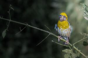 Baya Weaver The Master Architect of Nature. A close-up image of a Baya Weaver bird perched on a tree branch, with its intricately woven nest hanging below. photo