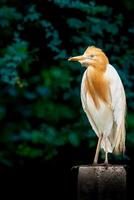 A white bird with orange beak standing on a rock photo