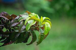 Variegated Croton Plant with Colorful Leaves and Patterns photo