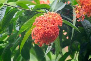 Javanese Ixora Flower with Bright Red and Orange Blooms photo