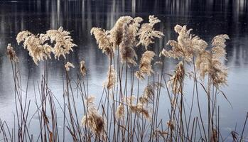 Reeds sway in the wind on winter day against the backdrop of a frozen river covered in ice photo