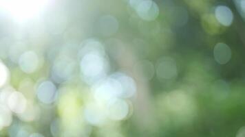 Soft Blurred Background with Sunlight and Greenery in Natural Setting video