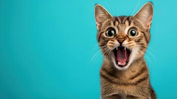 Surprised Cat with a Funny Excited Expression on a Blue background photo