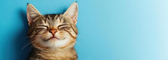 Adorable Young Cat with a Funny Smile, Bright Blue Background, Copy Space Area photo