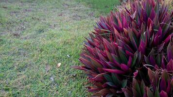 Tradescantia spathacea growing beside a patch of green grass. Plants are vibrant contrasting with the soft blurred background of the lawn. photo