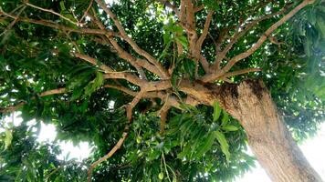 Low angle view of the tree trunk and branch structure with leaves visible against a clear sky. Thick trunk and wide spreading branches suggest a healthy strong tree. photo