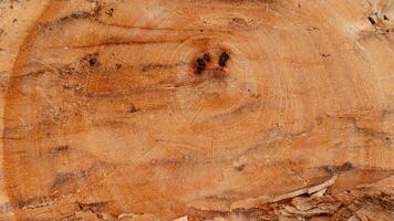 Above view of freshly cut logs. for background and textured. photo