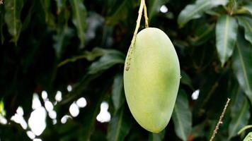 Barracuda Mango hanging from a tree branch amidst lush green foliage. Mango is pale green. And is suspended by a thin stem. With a blurred background of leaves. photo