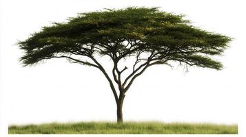 Wide Spreading African Acacia Tree with Golden Leaves on a Clear Background photo