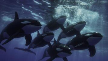 Orcas Swimming in Formation Through Icy Water in Low Light Environment photo