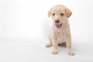 Cute playful puppy sitting on white background with joyful expression photo