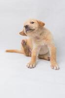 Playful Puppy Scratching Itch on Plain Background with Soft Light photo