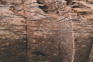 Texture of Tree Bark with Natural Patterns and Earthy Tones photo