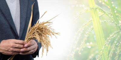 Rice Business and Farming with Fresh Harvest and Dewy Grains photo