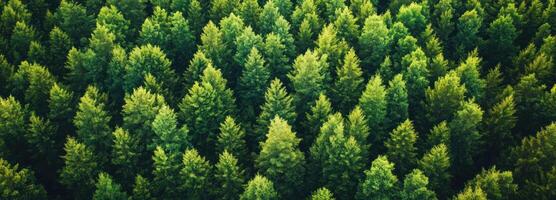 Aerial View of Lush Evergreen Forest Canopy photo
