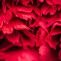 Abstract floral background, red carnation flower petals. Macro flowers backdrop for holiday brand design photo