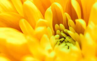 Abstract floral background, yellow chrysanthemum flower. Macro flowers backdrop for holiday brand design photo