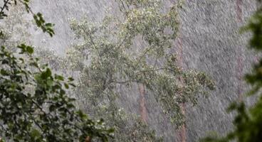 Heavy rain in the garden against the background of an apple tree and a pine forest in summer photo