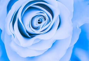 Botanical concept, invitation card - Soft focus, abstract floral background, blue rose flower. Macro flowers backdrop for holiday brand design photo