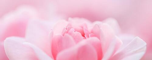 Soft focus, abstract floral background, pink rose flower. Macro flowers backdrop for holiday brand design photo