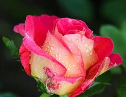 Beautiful red rose with dew drops in the garden on a sunny day. Ideal for background greeting cards photo