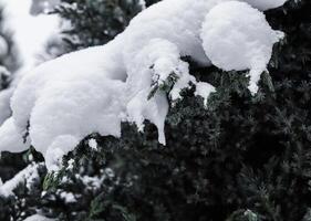 Juniper tree branches are covered in white snow. Christmas and New Year's Eve Background photo
